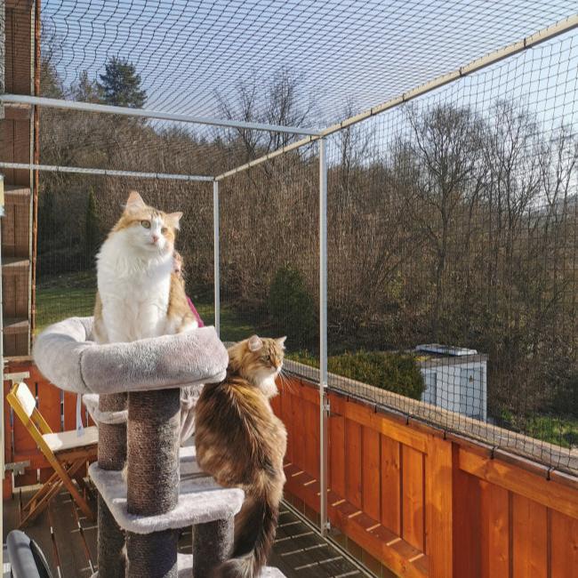 Adana Kedi Filesi ve Hayvan Koruma