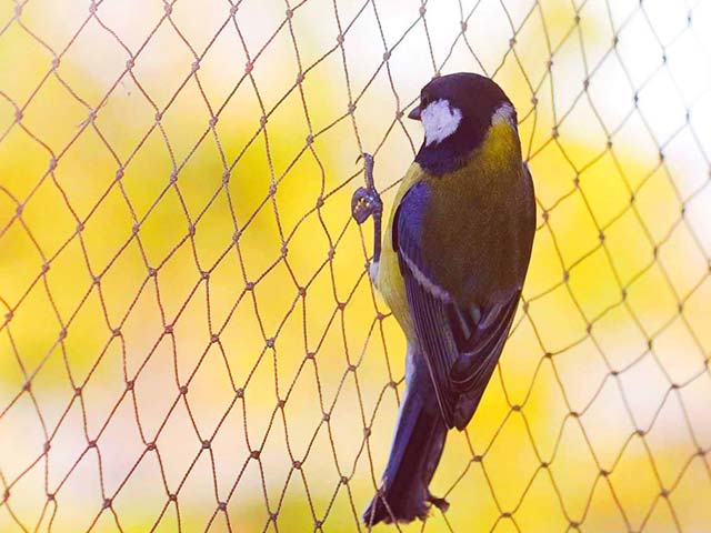 Adana Kuş Filesi ve Ale Filesi